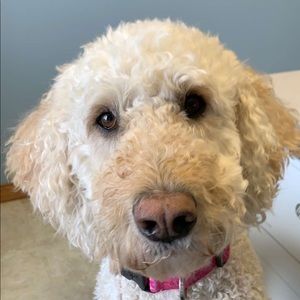 Meet your Posher, Emma